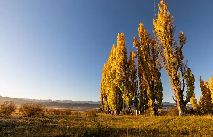 Poplar Tree