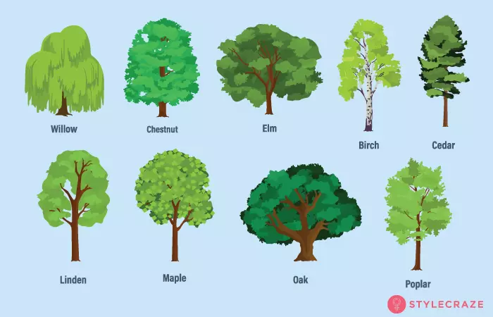 Trees