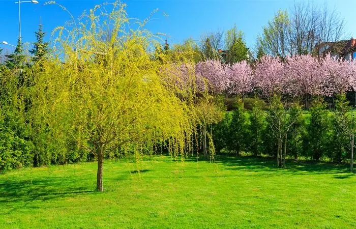Willow Tree