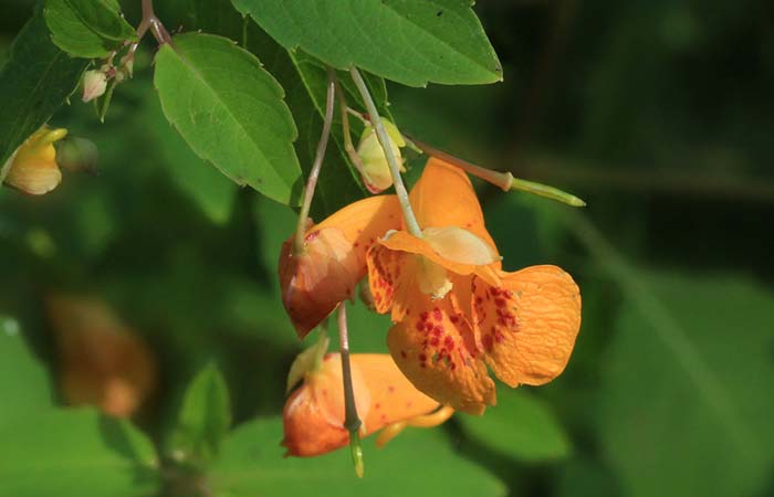 How To Get Rid Of A Poison Ivy Rash Overnight - Jewelweed
