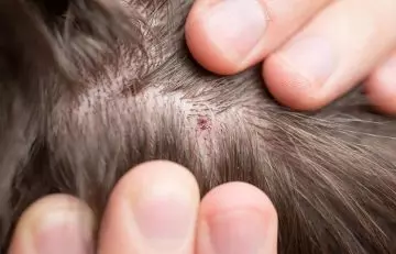 Close up of scabs on the scalp