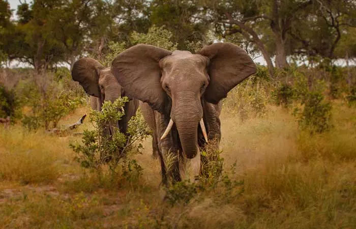 Observe Elephants For Storm Warnings