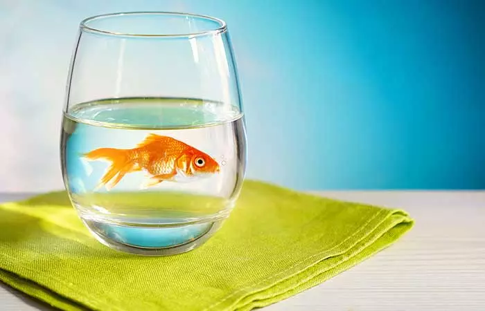 Step One To Having Your Own Brewery At Home – Get A Goldfish!