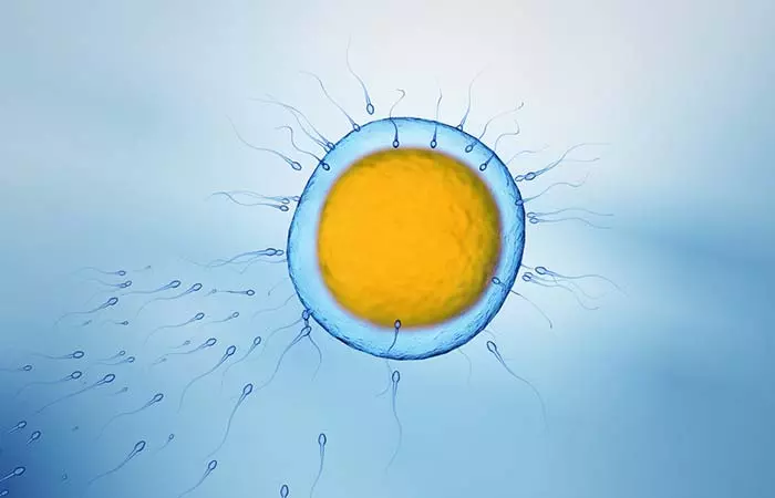 Female Eggs Not So Submissive
