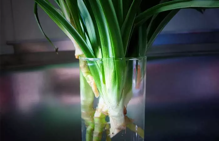 Giving The Celery In Your Kitchen A New Life