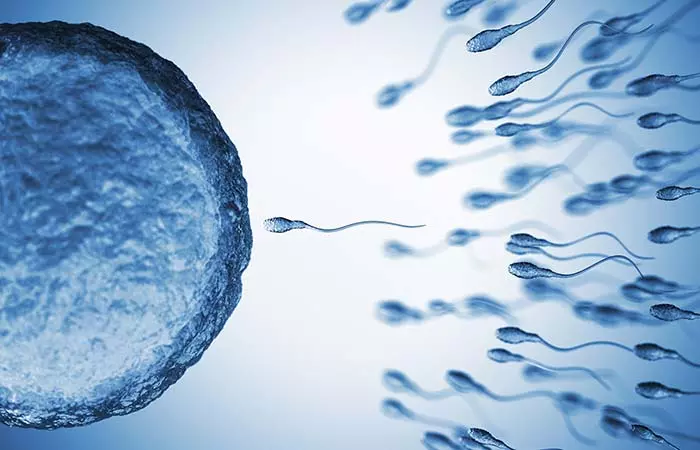  Popular Myth Sperm Races Towards Egg
