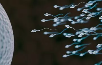A Fluid Is Produced That Is Toxic To The Sperm