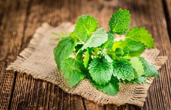 Lemon Balm