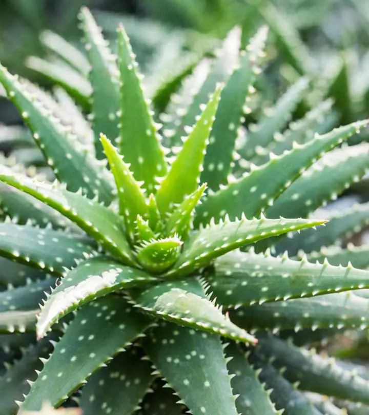 Aloe Vera What It Does To Your Body And Why Egyptians Prefer It