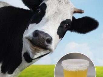 How Is Cow Urine Beneficial To You
