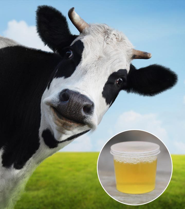 Cow Urine Benefits: Uses And Side Effects Of Drinking It