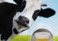 Cow Urine Benefits: Uses And Side Effects Of Drinking It