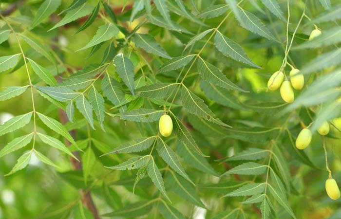 पिंपल हटाने के लिए नीम (Neem)