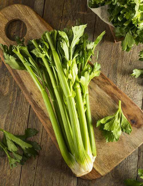 Celery And Vinegar