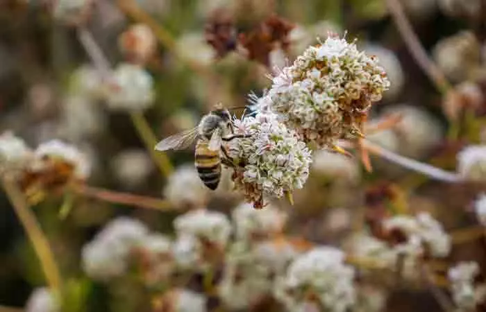 A bee pollinating and collecting nectar from buckwheat flowers