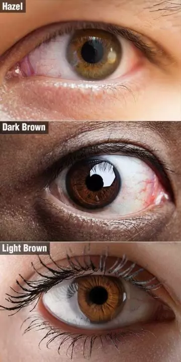 Shades of brown eye color