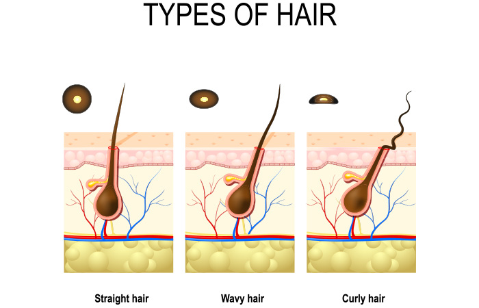 Types of hair