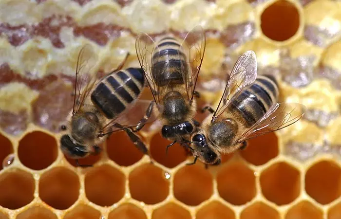 Bee Venom For An Even Complexion