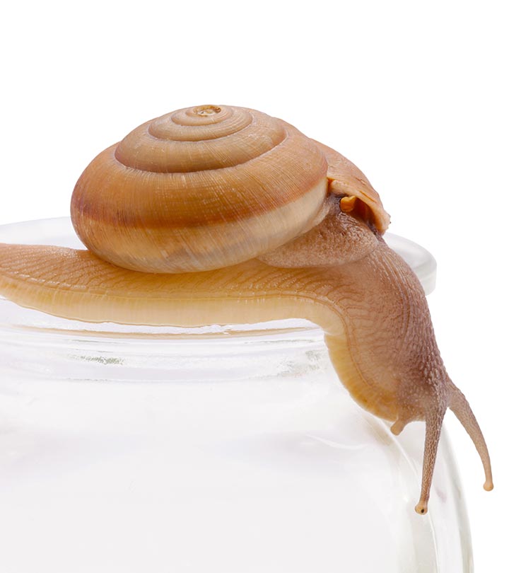10 Best Snail Creams For Skin – Our Top Picks for 2022