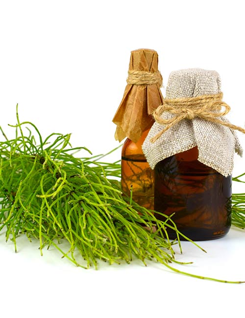 Horsetail plant oil for hair growth