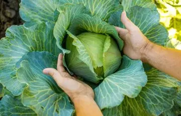 How To Select And Store Cabbage