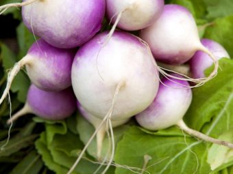 Turnips-12-Impressive-Health-Benefits,-Nutritional-Value,-And-How-To-Eat