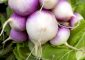 Turnips: 12 Impressive Health Benefits, Nutritional Value, And How ...