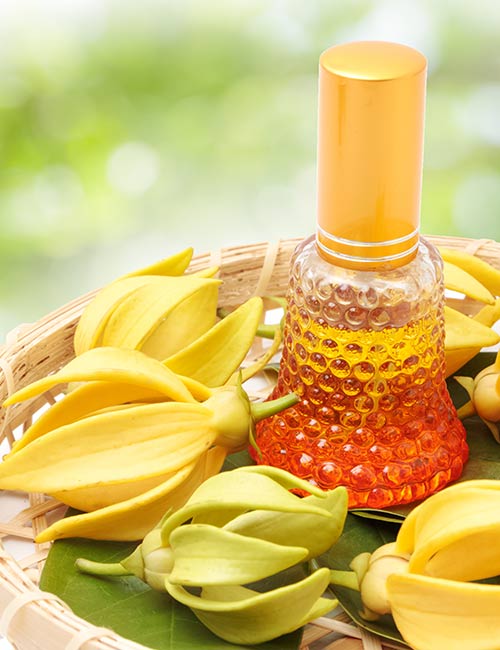Ylang Ylang essential oil for hair growth