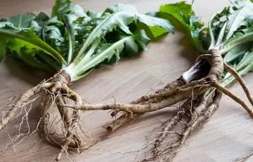 Dandelion root for puppp rash during pregnancy