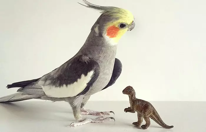 This Cockatiel Out Of Jurrasic Park