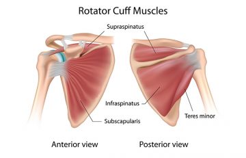 What are rotator cuff exercises