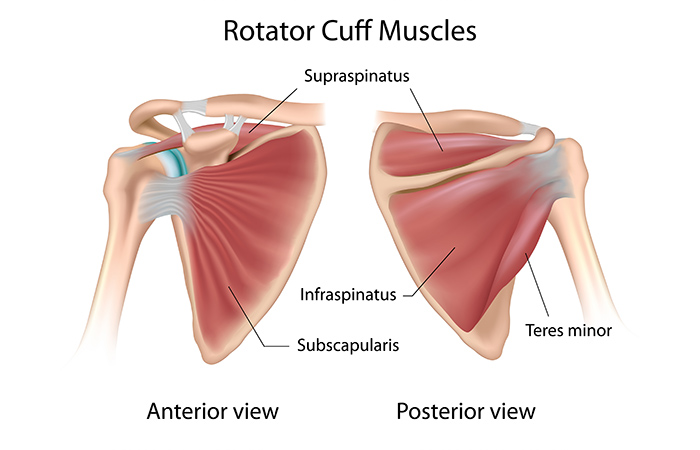 What Are The Rotator Cuff Muscles - Rotator Cuff Exercises