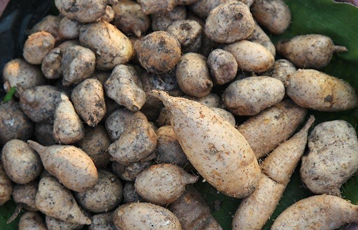 Wild Yam