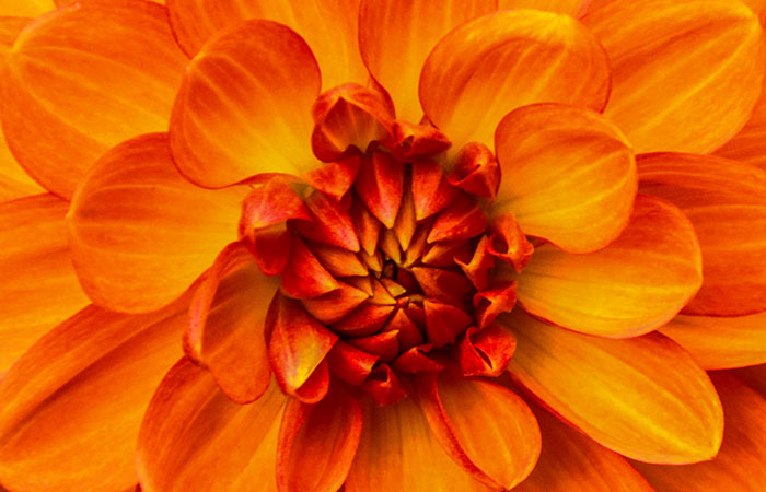 the-orange-petal