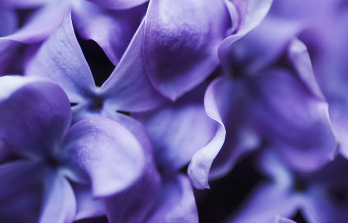 the-purple-petal