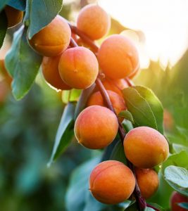 Apricot (Khubani) Benefits, Uses and Side Effects in Hindi.jpg