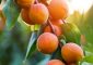 खुबानी के 20 फायदे, उपयोग और नुकसान - Apricot (Khubani) Benefits ...
