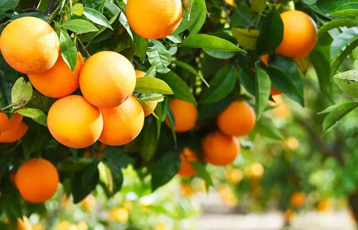 Oranges 
