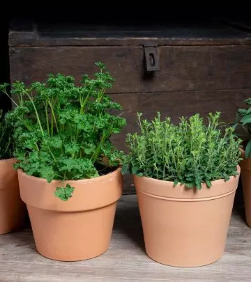Plants You Can Easily Grow In Your Kitchen
