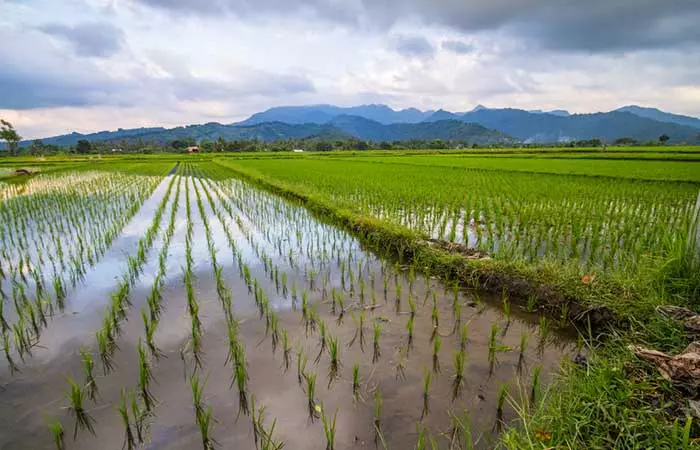 Rice