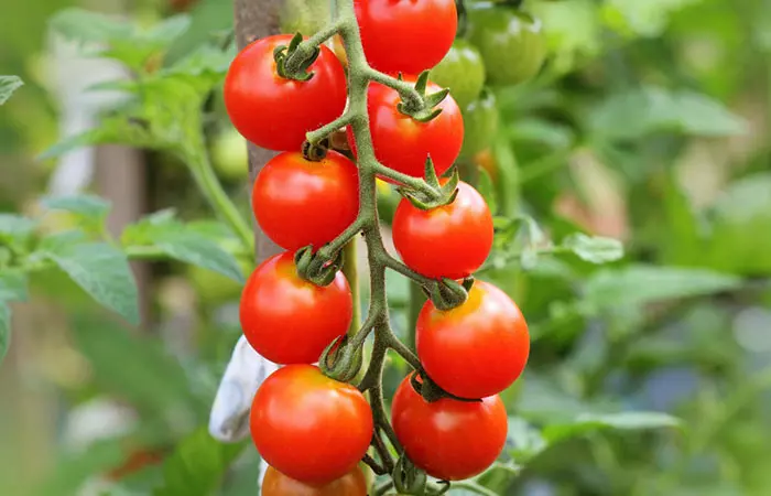 Tomatoes