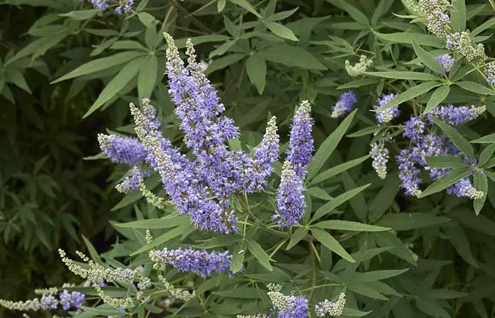 Vitex (Chasteberry
