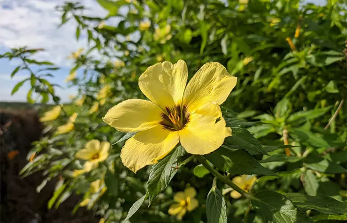 Damiana bloom on the plant