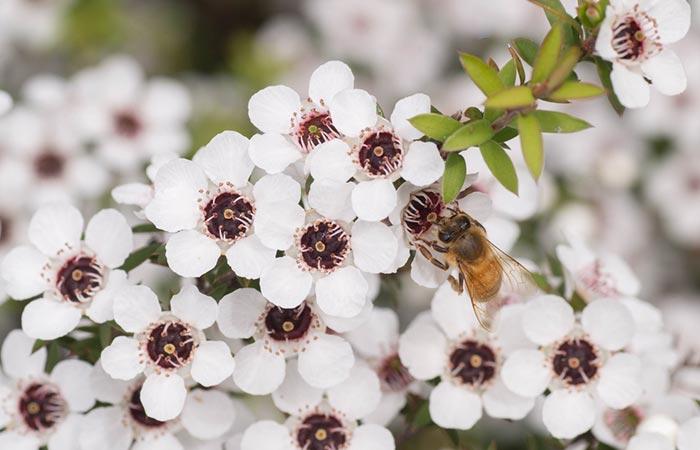 What Is Manuka Honey