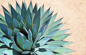 What is agave nectar