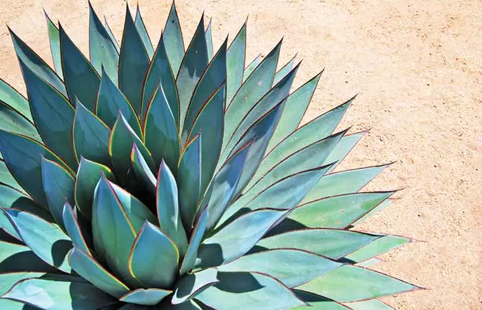 What is agave nectar