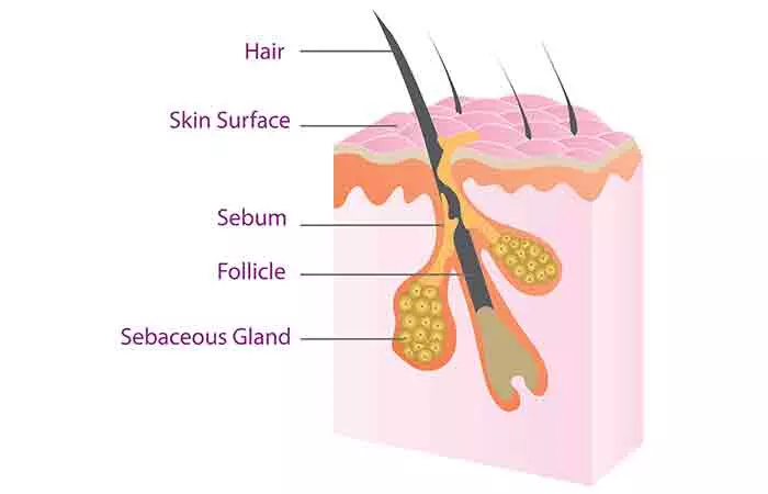 Structure of dermis