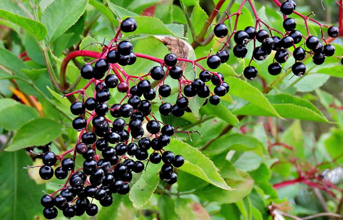 Elderberry for hand foot and mouth disease
