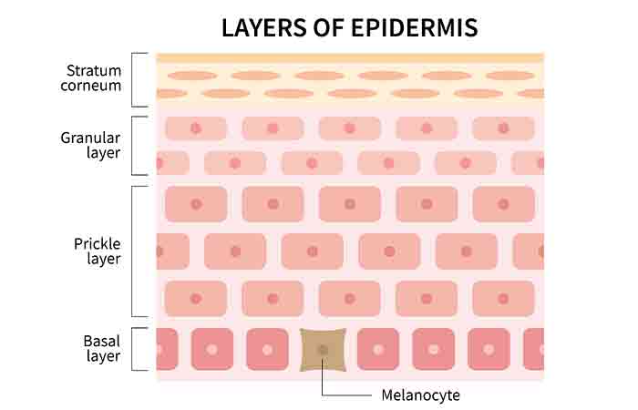 Different layers of epidermis