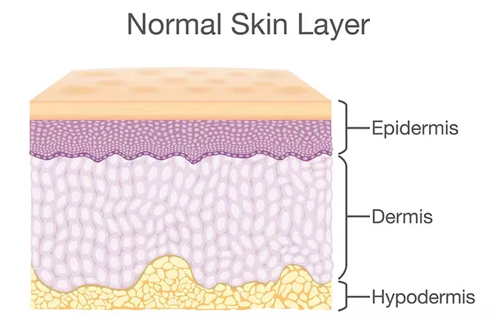 The anatomy normal skin layer